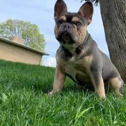 French Bulldog Puppies from Jessicah's Frenchies Michigan's French Bulldog Breeder