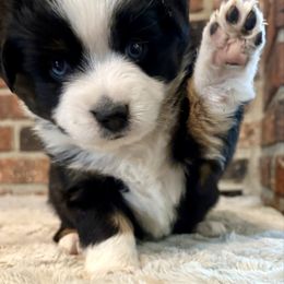 Meet Poppy - Black tri female Miniature American Shepherd puppy in Stockton, Missouri from Kizmit Farmz