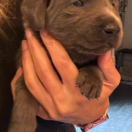 Lime Green- Charcoal Male - Charcoal male Dilute Retriever puppy in Marion, Illinois from Summer Lovin’ Labradors of Southern Illinois