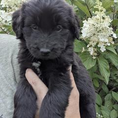 Dark Purple Girl - female Newfypoo puppy in Lewistown, Pennsylvania from Green Acres Newfypoos