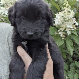 Dark Purple Girl - female Newfypoo puppy in Lewistown, Pennsylvania from Green Acres Newfypoos