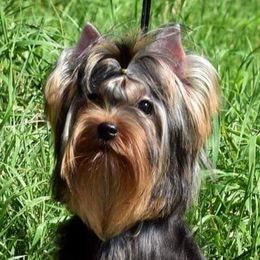 Sasha - Yorkshire Terrier