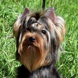 Sasha - Yorkshire Terrier