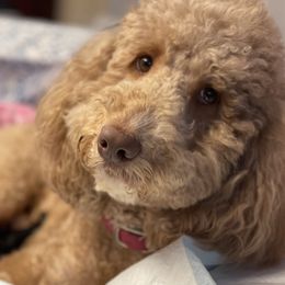 Ginger - Australian Labradoodle
