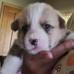 Snickers - Red male Pembroke Welsh Corgi puppy in Walnut, Iowa from Michelle's House of Corgi's