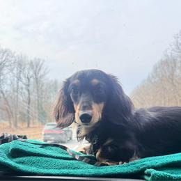 Bo - Dachshund