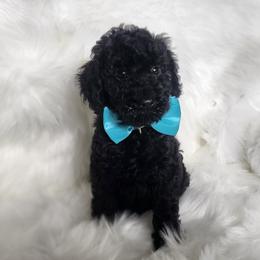 Mr Light Blue - Black male Goldendoodle puppy in Cumming, Georgia from Chattahoochee Kennels