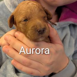 Aurora (pink collar) - Red  female Goldendoodle puppy in Citrus Heights, California from Grandpaw's Golden Doodles