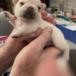 French Bulldog Puppies from JoJo French Bulldogs