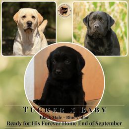 Blue Collar Male - Black male Labrador Retriever puppy in Fair Oaks, California from Twisted Ranch Retrievers