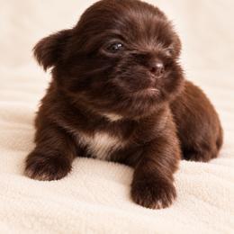 Chip - Liver and white male Shih Tzu puppy in Jones, Oklahoma from J&R Aussies/Shih Tzu