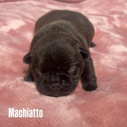 Machiatto - Black and white male French Bulldog puppy in Galt, California from The three little frenchies