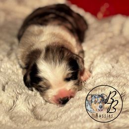 Australian Shepherd Puppies from Double B Aussies