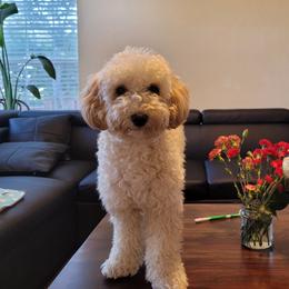 Krong - Poodle
