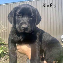 Labrador Retriever Puppies from Retrieving Labradors