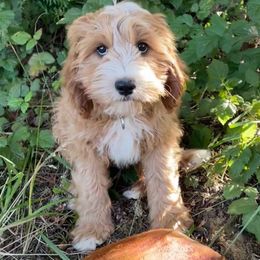 Feather - Cavapoo