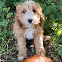 Feather - Cavapoo