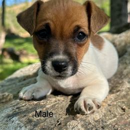 Roscoe - Brown and white male Jack Russell Terrier puppy in Copperhill, Tennessee from Tuff Country Farm