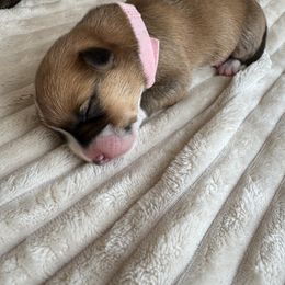 Ginger - Red female Pembroke Welsh Corgi puppy in Dayton, Ohio from MB Corgis