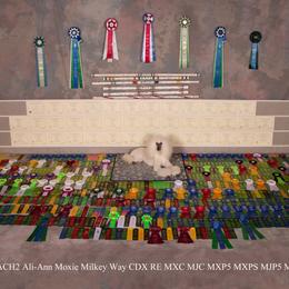 Havanese and Poodle All Grown Up from Ali-Ann Standard Poodles