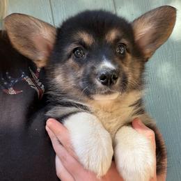 Winnie of Transylvania - Black and tan female American Corgi puppy in Grants Pass, Oregon from KnR Antler Dogs ~ Labrador Retrievers & Corgis