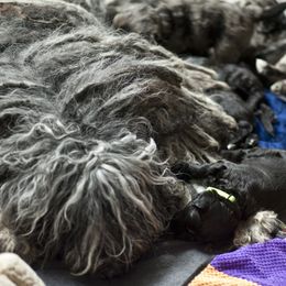Bergamasco Sheepdog Puppies from Alp Angel Bergamascos