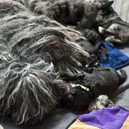 Bergamasco Sheepdog Puppies from Alp Angel Bergamascos