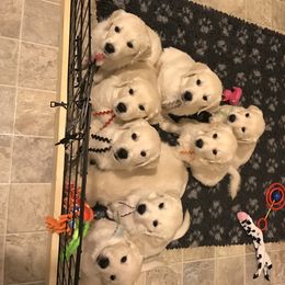Golden Retriever Puppies from Dry Canyon Goldens