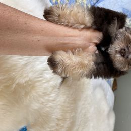Miniature Schnauzer Puppies from The BrickHouse Miniature Schnauzers