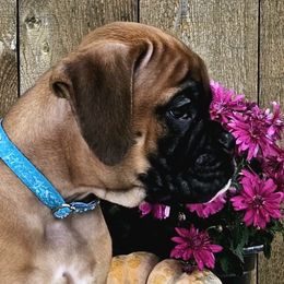 Elton - Fawn Boxer puppy in Cove, Oregon from Luna Ray Boxers