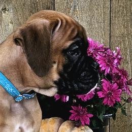 Elton - Fawn Boxer puppy in Cove, Oregon from Luna Ray Boxers