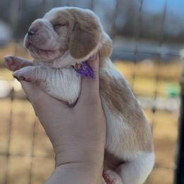 Purple girl - Red and white female Basset Hound puppy in Conway, Missouri from Ozark Mountain Kennel