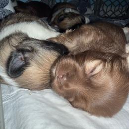 Indigo - Fawn female Companion Cross puppy in Avoca, Michigan from Repurposed Paradise Farm