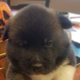 Akita Puppies from Ishikawa Akita's