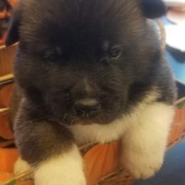Akita Puppies from Ishikawa Akita's