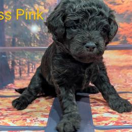 Goldendoodle, Golden Retriever, Labradoodle, and Labrador Retriever Puppies from Robertson's Retrievers and Doodles
