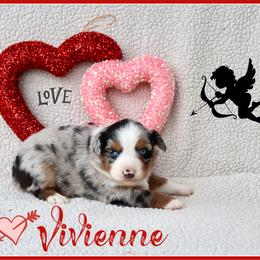 Vivienne - Blue merle female Miniature Australian Shepherd puppy in Madisonville, Texas from Flying LL Aussies