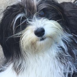 Havanese All Grown Up from Solstice Havanese