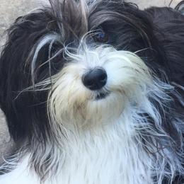 Havanese All Grown Up from Solstice Havanese