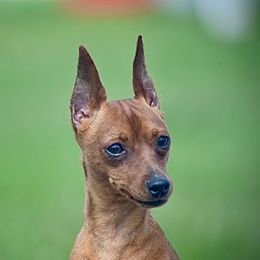 Fred - Red male Miniature Pinscher puppy in Claypool, Indiana from Valjalu’s Minianture Pinschers