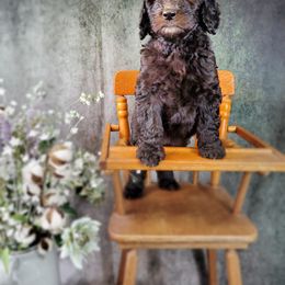 Dilute Retriever and Labradoodle Puppies from Von Bussler Labradoodles & Retrievers