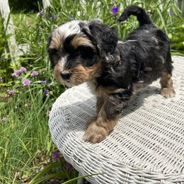 Tsugi - Merle male Bernedoodle puppy in Mesick, Michigan from Minnie's UpNorth Doodles