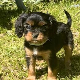 Cavalier King Charles Spaniel Puppies from Ohana Cavalier King Charles Spaniels