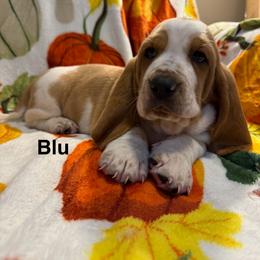 Blu - Red and white male Basset Hound puppy in Ringling, Oklahoma from BnL Bassets