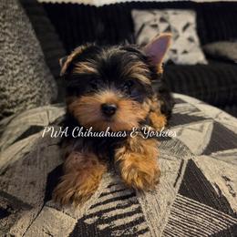 Blue - Black and tan male Yorkshire Terrier puppy in Laredo, Texas from PWA Chihuahuas & Yorkies