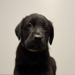 White - Black female Labrador Retriever puppy in Middleton, New Hampshire from Tag Hollow