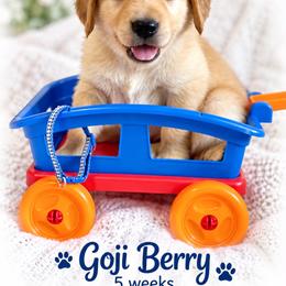 Dark Blue Gogi Berry - Light golden male Golden Retriever puppy in Apple Valley, California from Frankly Golden