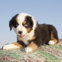 Spur - Black tri male Miniature American Shepherd puppy in Godley, Texas from Bradley Kennels