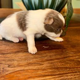 Boy A - Blue parti male Pomeranian puppy in Knoxville, Tennessee from Thea's Puppies