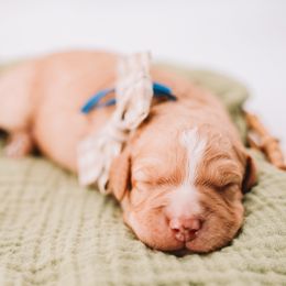 Dark Blue Boy - Brown and white male Bernedoodle puppy in Mckinney, Texas from Doodles of North Tx